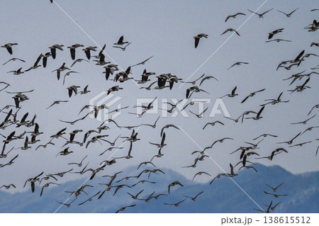 鴈の群れ　出雲平野 138615512