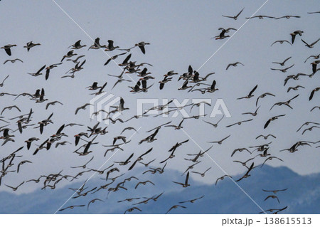 鴈の群れ　出雲平野 138615513