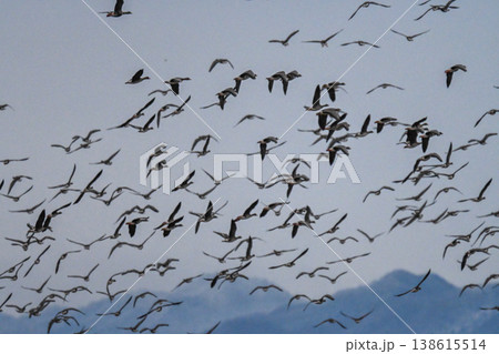 鴈の群れ　出雲平野 138615514