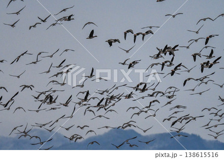 鴈の群れ　出雲平野 138615516