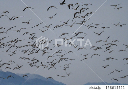 鴈の群れ　出雲平野 138615521