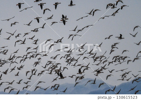鴈の群れ 出雲平野 鴈の群れ 出雲平野 138615523