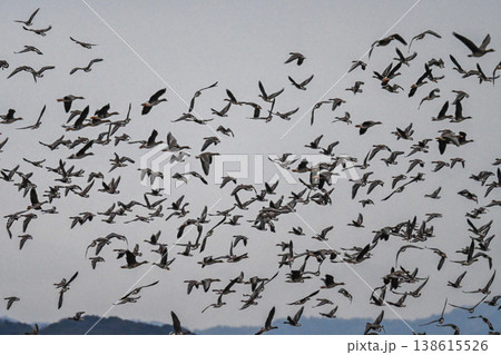 鴈の群れ　出雲平野 138615526