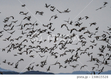 鴈の群れ　出雲平野 138615528