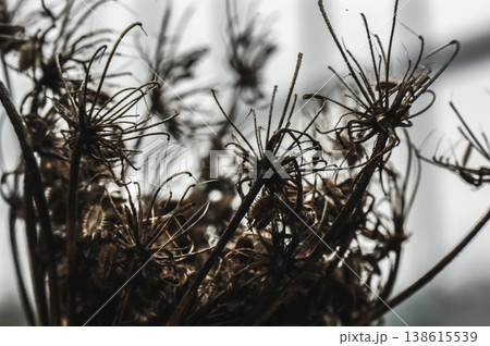 brown twig autumn plant thin twigs many 138615539