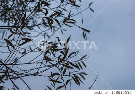 autumn leaves on the trees branches silhouette 138615550