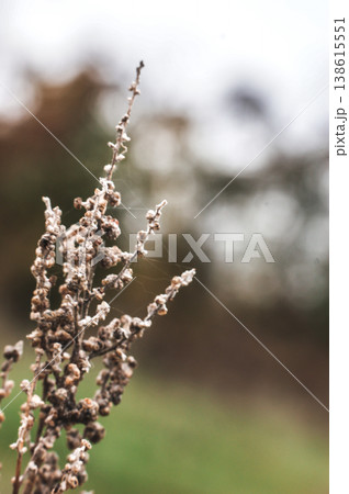 Artemisia genus plant sagebrush autumn plant twig perennial closeup Artemisia genus plant sagebrush autumn plant twig perennial closeup 138615551