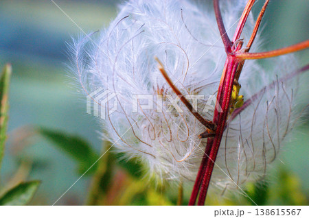 alpine pasque flower seeds dandelion gray alpine pasque flower seeds dandelion gray 138615567