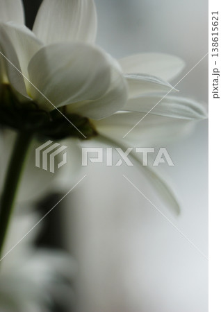 white aster flower single flower from below the flower head 138615621