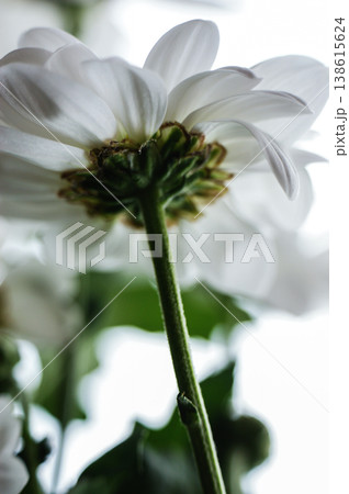 white aster flower single flower from below the flower head 138615624