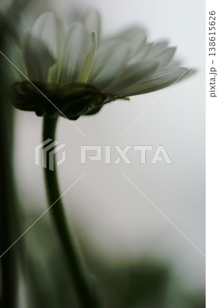 white aster flower single flower from below the flower head white aster flower single flower from below the flower head 138615626
