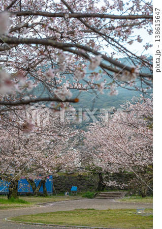 錦帯橋、桜が綴る岩国の美しい物語 錦帯橋、桜が綴る岩国の美しい物語 138615647