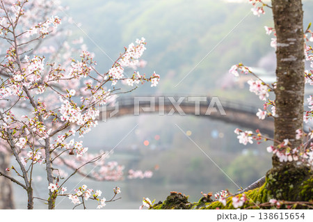 岩国の誇り。錦帯橋を彩る千本桜の饗宴 岩国の誇り。錦帯橋を彩る千本桜の饗宴 138615654