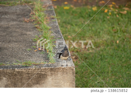 Oriental Magpie-Robin perched on a concrete edge, facing forward with alert posture, contrasting dark and light feathers against a soft green outdoor background. Oriental Magpie-Robin perched on a concrete edge, facing forward with alert posture, contrasting dark and light feathers against a soft green outdoor background. 138615852