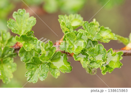Young gooseberry leaves after rain in spring on a blurred background. New leaves on the plant. 138615863