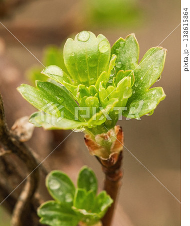 New leaves on the plant. Young gooseberry leaves after rain in spring on a blurred background. New leaves on the plant. Young gooseberry leaves after rain in spring on a blurred background. 138615864