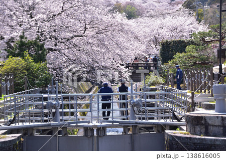 大津・琵琶湖第一疎水の大津閘門と桜風景 138616005
