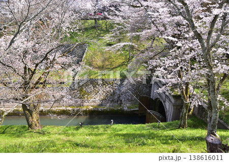 大津・琵琶湖第一疎水の桜 大津・琵琶湖第一疎水の桜 138616011