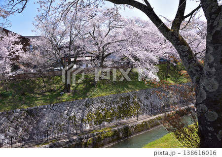 大津・琵琶湖第一疎水の桜 大津・琵琶湖第一疎水の桜 138616016