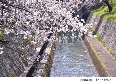 大津・琵琶湖疎水第一トンネルの桜 138616021