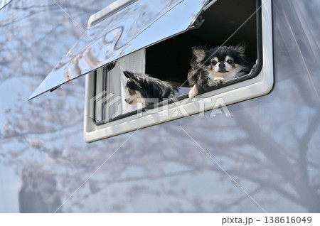 2匹の仲良しチワワとキャンピングカーライフ　お花見　春の素材 138616049