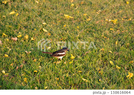 Oriental Magpie-Robin walking across sunlit lawn with scattered yellow petals, highlighting contrast black and white plumage in a warm outdoor scene, suitable for wildlife and natural habitat themes Oriental Magpie-Robin walking across sunlit lawn with scattered yellow petals, highlighting contrast black and white plumage in a warm outdoor scene, suitable for wildlife and natural habitat themes 138616064
