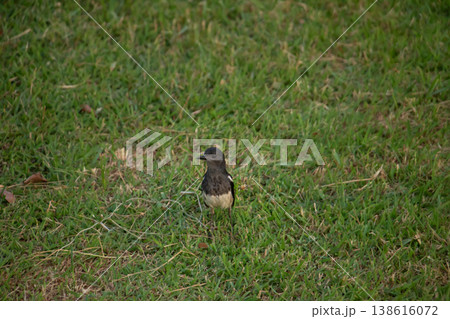 Oriental Magpie-Robin on a grassy surface, captured in a quiet moment with natural textures and soft tones, highlighting its delicate form in an open green landscape. 138616072