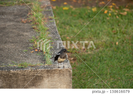 Oriental Magpie-Robin resting on a weathered concrete corner near fresh green grass, photographed in soft natural light with blurred background, showcasing a small urban songbird in a peaceful outdoor Oriental Magpie-Robin resting on a weathered concrete corner near fresh green grass, photographed in soft natural light with blurred background, showcasing a small urban songbird in a peaceful outdoor 138616079