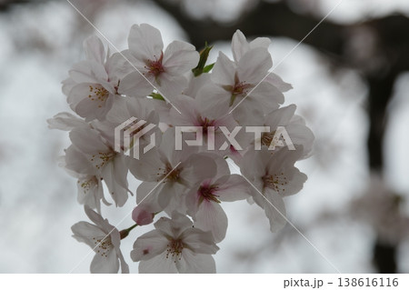 桜咲く 桜咲く 138616116