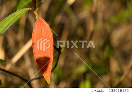 Close-up of an orange leaf bud hanging from a stem in warm sunlight, natural macro plant detail with soft blurred background. Close-up of an orange leaf bud hanging from a stem in warm sunlight, natural macro plant detail with soft blurred background. 138616186