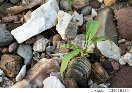 Small green plant growing among rocks and gravel, survival and resilience concept, new life in harsh natural environment. Small green plant growing among rocks and gravel, survival and resilience concept, new life in harsh natural environment. 138616189