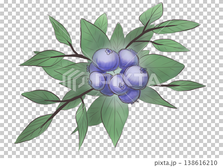 藍莓 藍莓 138616210