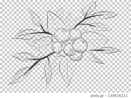 藍莓 藍莓 138616211