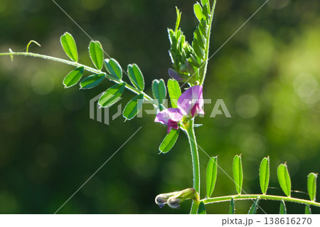 野に咲くピンクのカラスノエンドウの花 野に咲くピンクのカラスノエンドウの花 138616270