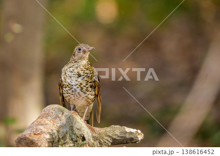森の朽木に佇むトラツグミ 日本の野鳥 自然観察 森の朽木に佇むトラツグミ 日本の野鳥 自然観察 138616452