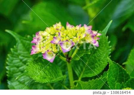初夏の訪れを告げる咲き始めたアジサイの花と瑞々しい緑の葉 138616454