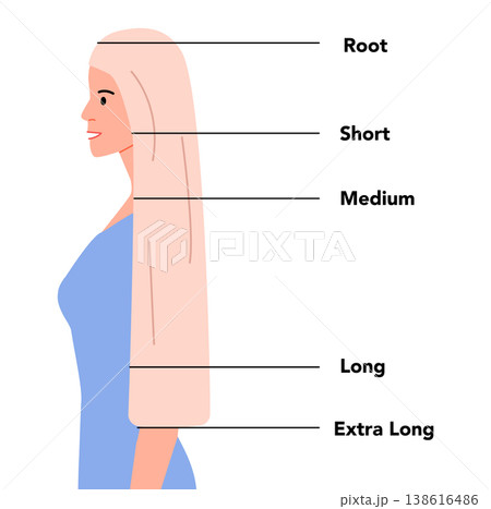Flat color hair length guide in side view with clear length levels and clean structure, modern minimal vector design Flat color hair length guide in side view with clear length levels and clean structure, modern minimal vector design 138616486