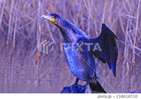 翼を広げるカワウ 翼を広げるカワウ 138616510