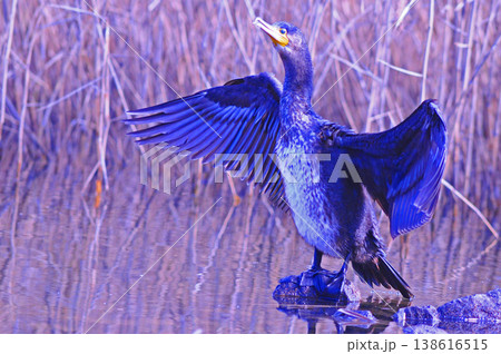 翼を広げるカワウ 翼を広げるカワウ 138616515