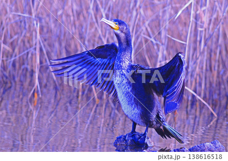 翼を広げるカワウ 138616518