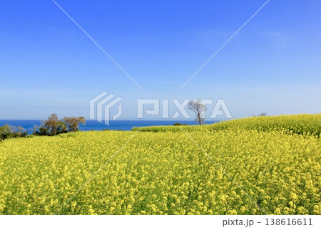 菜の花畑と青い海 菜の花畑と青い海 138616611