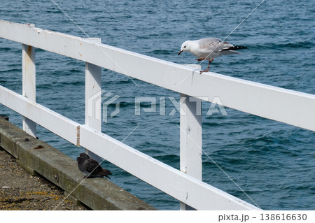 Birds on Karaka Bay Wharf - Wellington Birds on Karaka Bay Wharf - Wellington 138616630