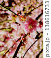 春の訪れを告げる梅の花 138616733