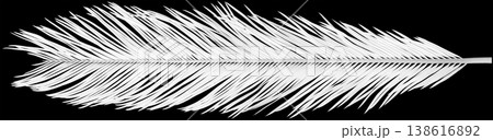 フォルムが美しい白いソテツの葉、モノトーンの背景素材 138616892