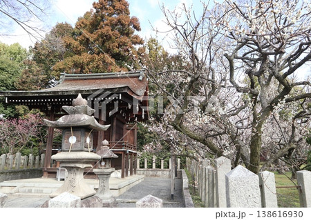 しだれ梅薫る京都城南宮の春 しだれ梅薫る京都城南宮の春 138616930