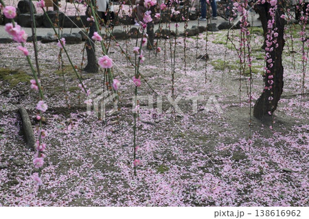 しだれ梅薫る京都城南宮の春 しだれ梅薫る京都城南宮の春 138616962