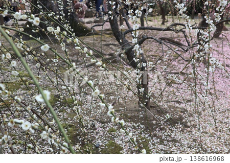 しだれ梅薫る京都城南宮の春 しだれ梅薫る京都城南宮の春 138616968