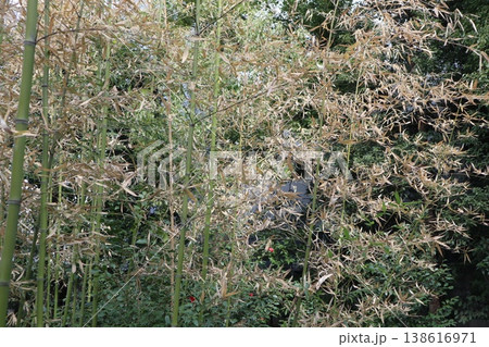 しだれ梅薫る京都城南宮の春 しだれ梅薫る京都城南宮の春 138616971