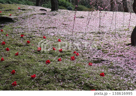 しだれ梅薫る京都城南宮の春 しだれ梅薫る京都城南宮の春 138616995