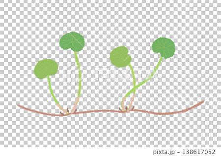積雪草的根（匍匐莖）和葉子的示意圖。 138617052